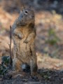 California ground squirrel