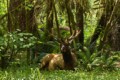 Elk in the woods