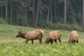 Roosevelt Elk