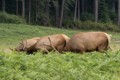 Elk grazing