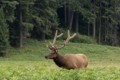 Roosevelt Elk