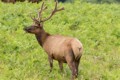 Roosevelt Elk