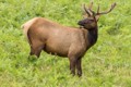 Roosevelt Elk