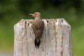 Northern Flicker