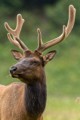 Roosevelt Elk