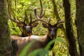 Elk in the woods