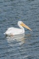 American White Pelican