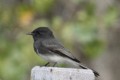 Black Phoebe