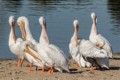 American White Pelicans