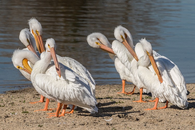 American White Pelicans
