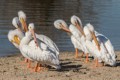 American White Pelicans