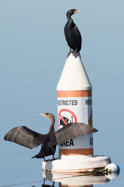 Double-crested Cormorants