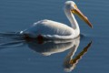 American White Pelican