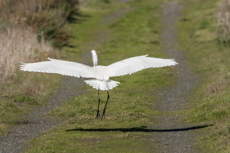 Great Egret