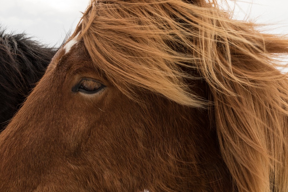 Icelandic Horse