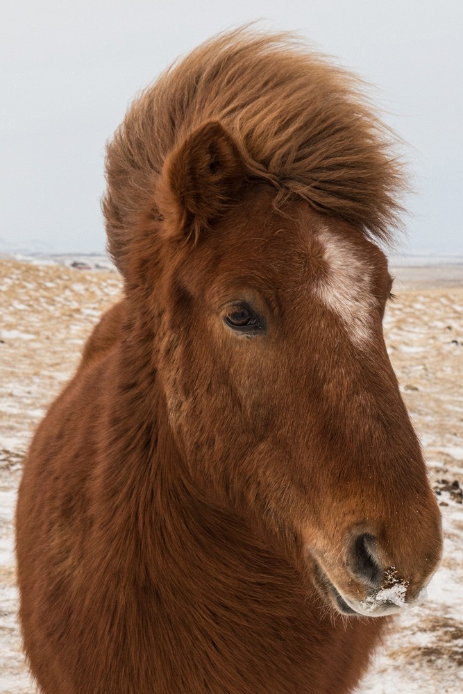 Icelandic Horse
