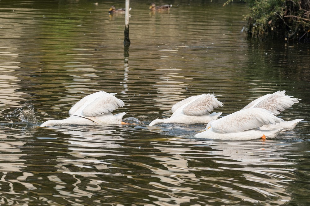 American White Pelicans
