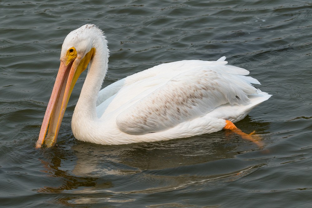 American White Pelican