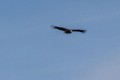 California Condor