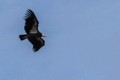 California Condor