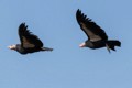 California Condors