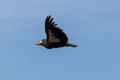 California Condor