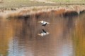 American White Pelican