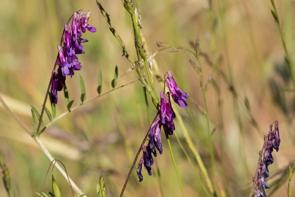 Winter Vetch (Vicia villosa)