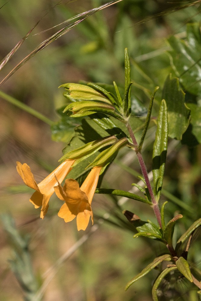 Bush Monkey flower (Mimulus aurantiacus)