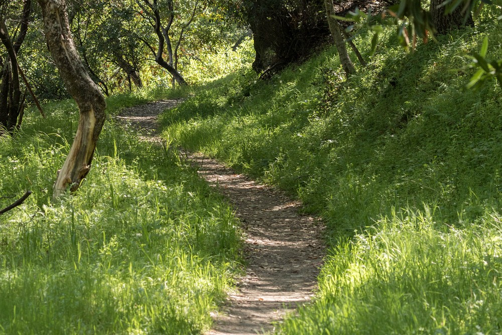 North Woodland Trail