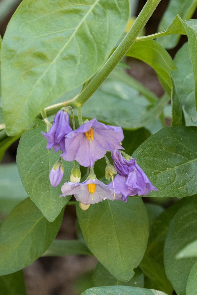 Bluewitch Nightshade (Solanum umbelliferum)