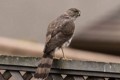 Cooper's hawk (Accipiter cooperii)