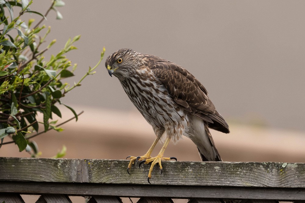 Cooper's hawk (Accipiter cooperii)