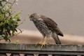 Cooper's hawk (Accipiter cooperii)