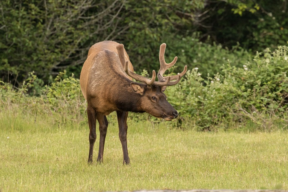 Elk Prairie - Prairie Creek Redwoods State Park, California