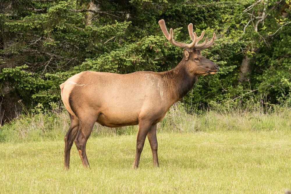 Elk Prairie - Prairie Creek Redwoods State Park, California