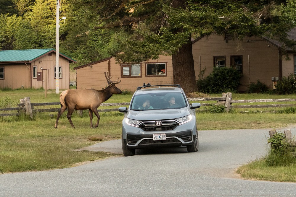 Elk Prairie - Prairie Creek Redwoods State Park, California