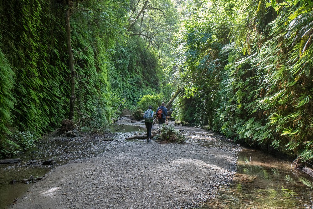 Fern Canyon - Prairie Creek Redwoods State Park, California