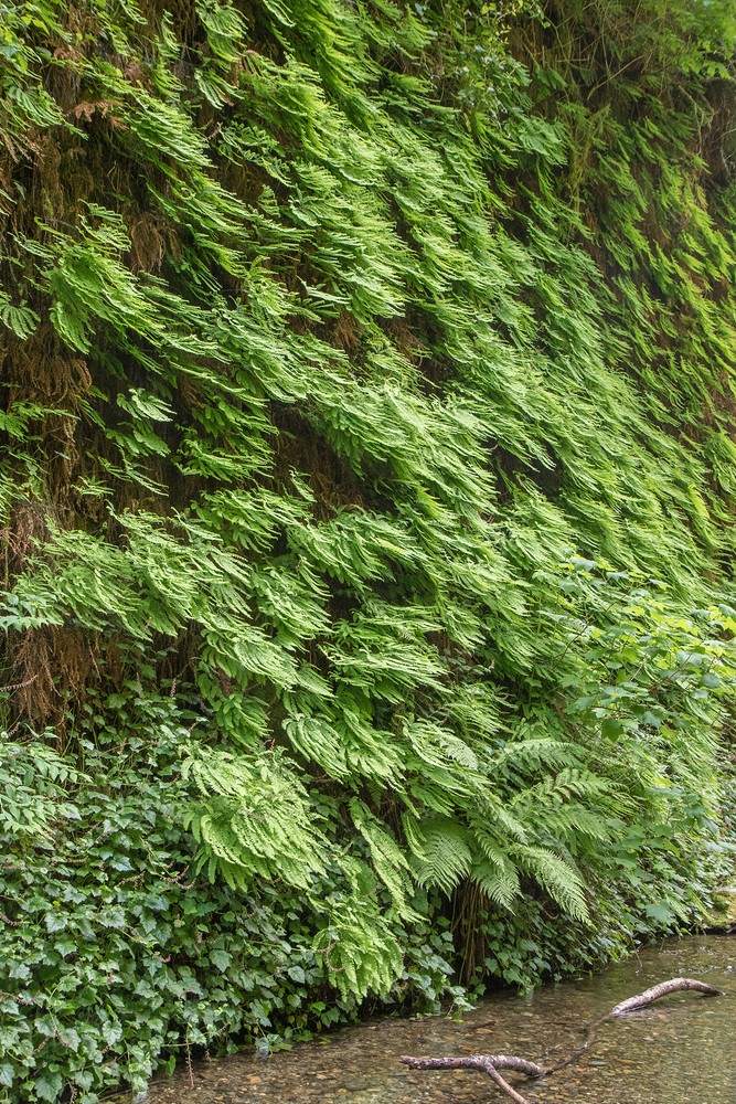 Fern Canyon - Prairie Creek Redwoods State Park, California