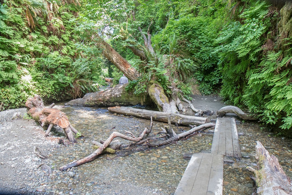 Fern Canyon - Prairie Creek Redwoods State Park, California