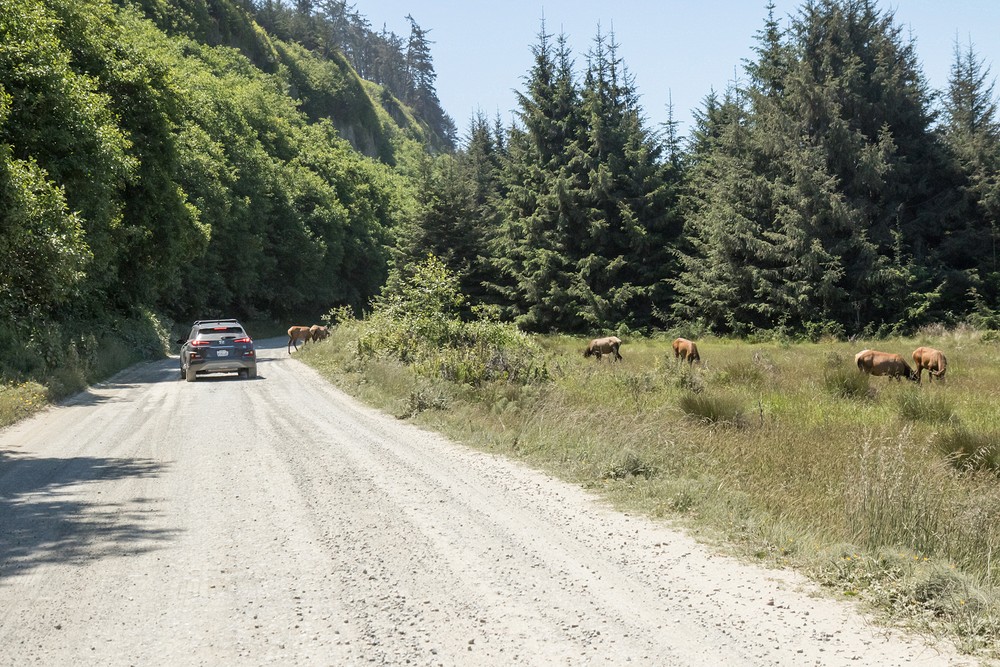 Gold Bluffs Beach - Prairie Creek Redwoods State Park, California