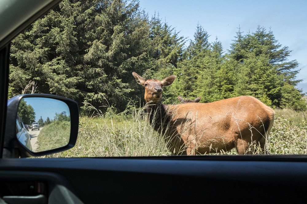 Gold Bluffs Beach - Prairie Creek Redwoods State Park, California
