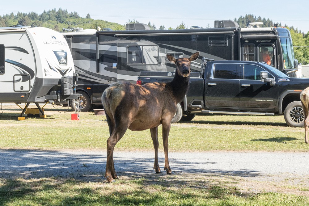 Elk Country, Orick, California