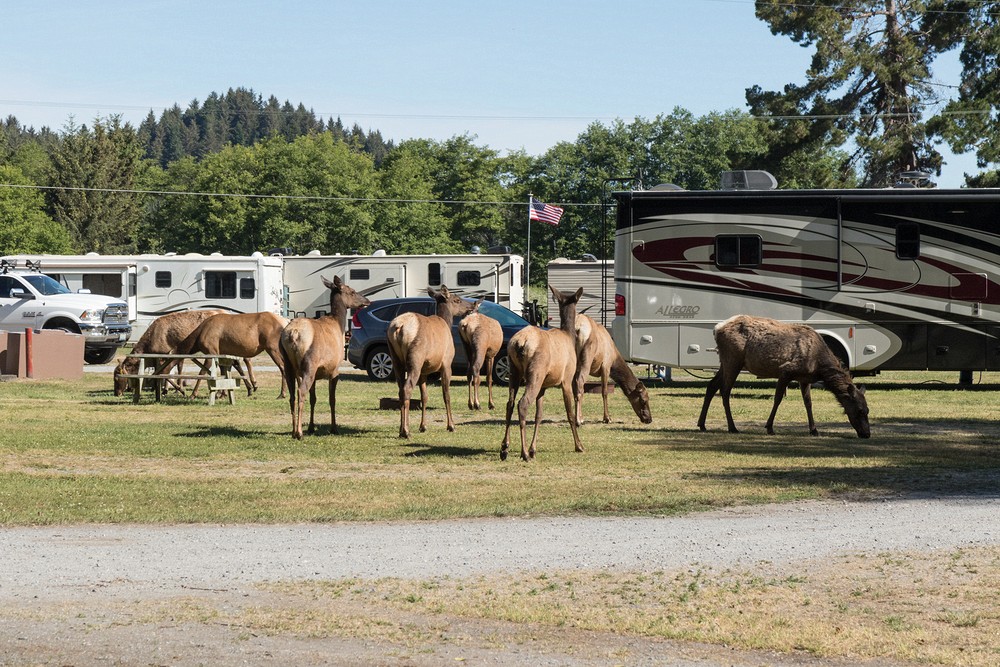 Elk Country, Orick, California