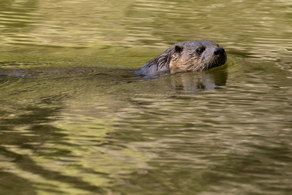 River Otter - Orick, California