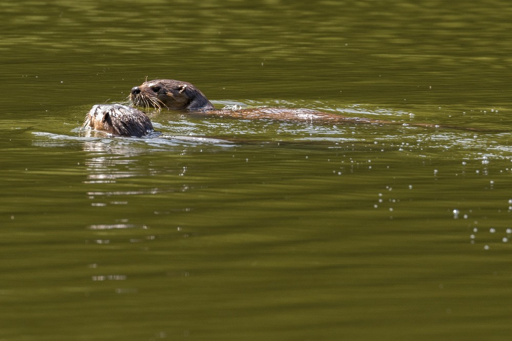 River Otter - Orick, California