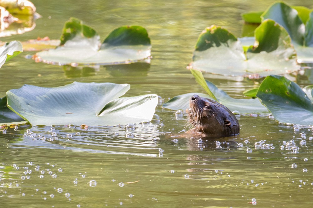 River Otter - Orick, California