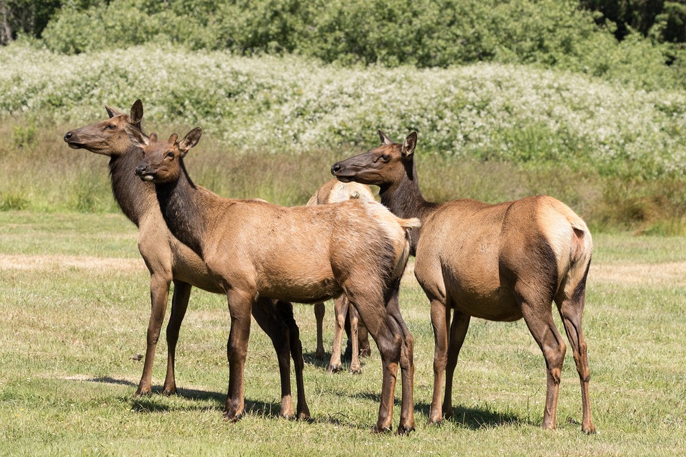 Elk Country, Orick, California