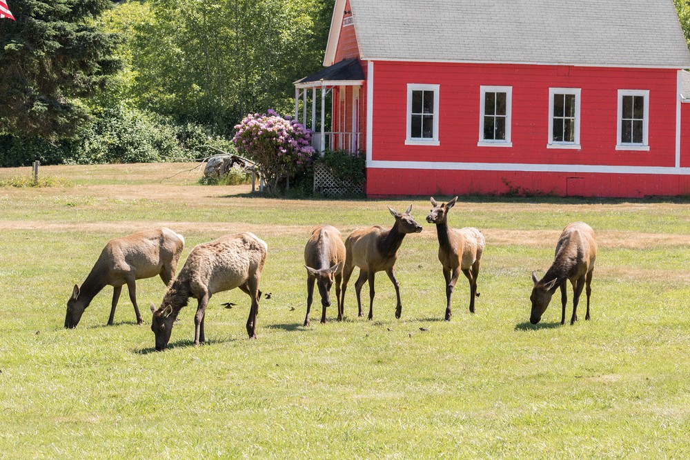 Elk Country, Orick, California