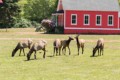 Elk Country, Orick, California